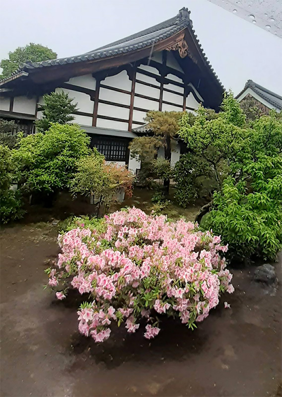 妙心寺麟祥院のツツジ