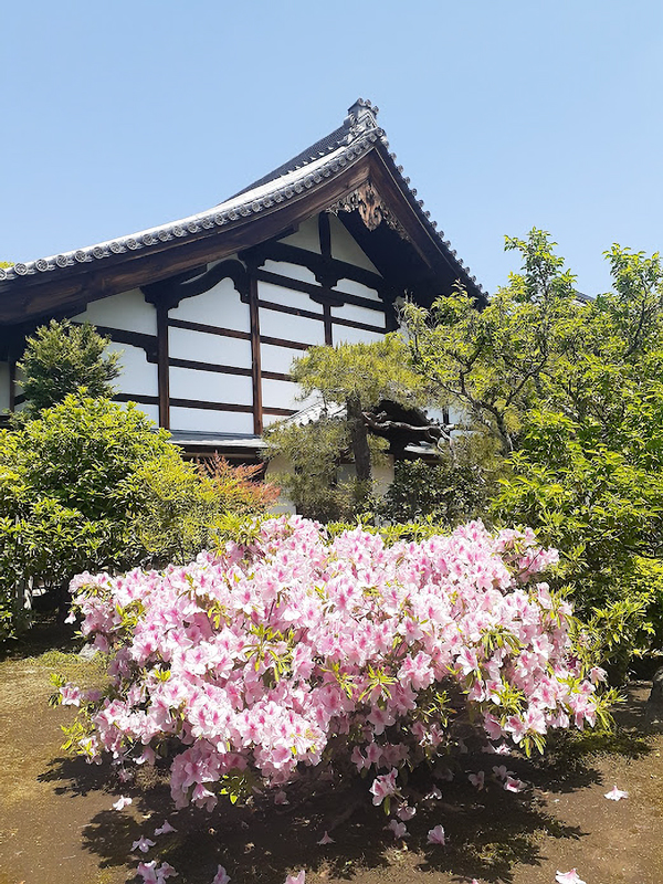 妙心寺麟祥院のツツジ2026